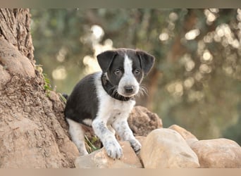 Bist du bereit, Bablo auf seinem Weg ins Leben zu begleiten?