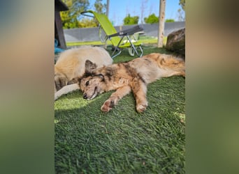 SOJA ❤️ Border Collie Berger des Pyrénées, Pflegefamilie Bochum