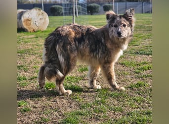 SOJA ❤️ Border Collie Berger des Pyrénées, Pflegefamilie Bochum