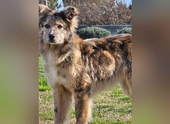 SOJA ❤️ Border Collie Berger des Pyrénées, Pflegefamilie Bochum