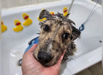 SOJA ❤️ Border Collie Berger des Pyrénées, Pflegefamilie Bochum