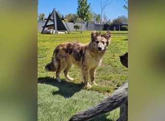 SOJA ❤️ Border Collie Berger des Pyrénées, Pflegefamilie Bochum