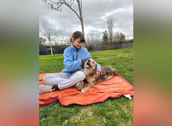 SOJA ❤️ Border Collie Berger des Pyrénées, Pflegefamilie Bochum