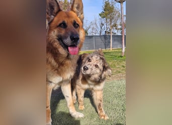 SOJA ❤️ Border Collie Berger des Pyrénées, Pflegefamilie Bochum