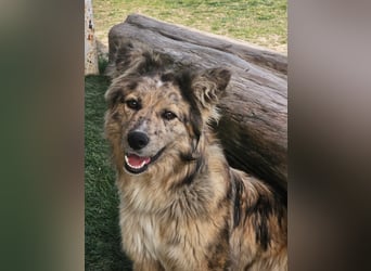 SOJA ❤️ Border Collie Berger des Pyrénées, Pflegefamilie Bochum