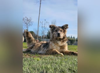 SOJA ❤️ Border Collie Berger des Pyrénées, Pflegefamilie Bochum
