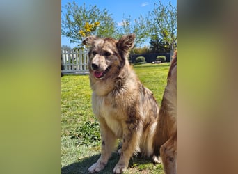 SOJA ❤️ Border Collie Berger des Pyrénées, Pflegefamilie Bochum