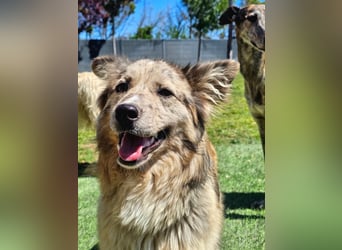 SOJA ❤️ Border Collie Berger des Pyrénées, Pflegefamilie Bochum