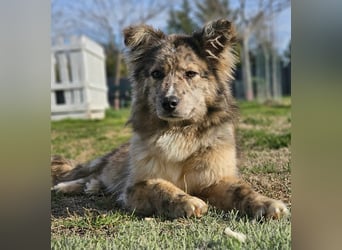 SOJA ❤️ Border Collie Berger des Pyrénées, Pflegefamilie Bochum