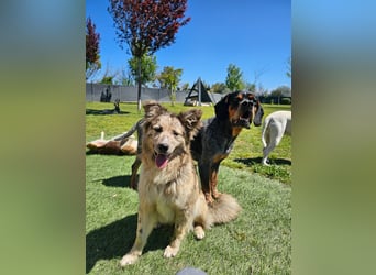 SOJA ❤️ Border Collie Berger des Pyrénées, Pflegefamilie Bochum
