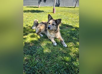 SOJA ❤️ Border Collie Berger des Pyrénées, Pflegefamilie Bochum