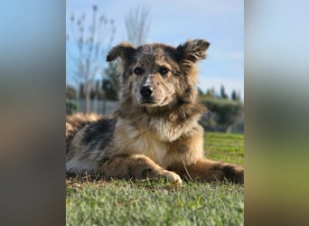 SOJA ❤️ Border Collie Berger des Pyrénées, Pflegefamilie Bochum