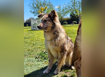 SOJA ❤️ Border Collie Berger des Pyrénées, Pflegefamilie Bochum