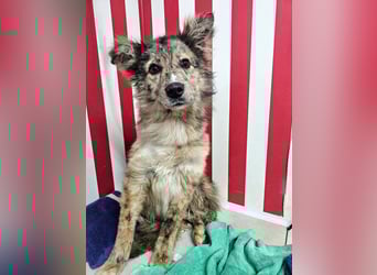 SOJA ❤️ Border Collie Berger des Pyrénées, Pflegefamilie Bochum