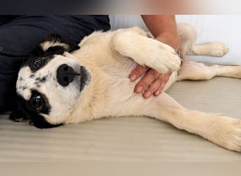 Jessy: ein Schatz für die ganze Familie