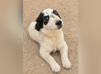 Jessy: ein Schatz für die ganze Familie