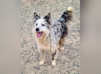 CORINA-freundlich, menschenbezogen, gelehrig, lernfreudig sucht liebevolles Für-immer-Zuhause