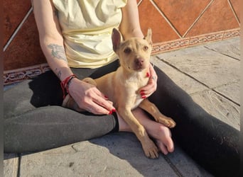 FRISóN - charmant, lebensfroh und neugierig