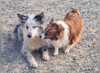CORINA-freundlich, menschenbezogen, gelehrig, lernfreudig sucht liebevolles Für-immer-Zuhause
