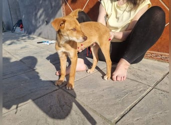 MORGAN – fröhlicher Wirbelwind mit großem Herzen