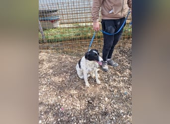 LOLY-fristet im traurigen Tierheimalltag und wünscht sich sehnlichst ein liebevolles Zuhause
