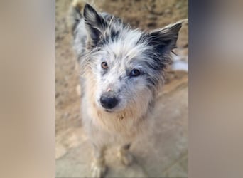 CORINA-freundlich, menschenbezogen, gelehrig, lernfreudig sucht liebevolles Für-immer-Zuhause