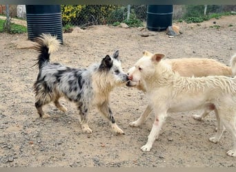 CORINA-freundlich, menschenbezogen, gelehrig, lernfreudig sucht liebevolles Für-immer-Zuhause