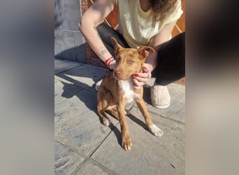 LIPPIZANNO - Kuschelfreund