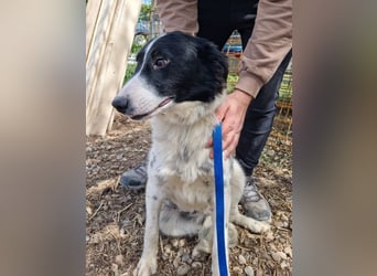 LOLY-fristet im traurigen Tierheimalltag und wünscht sich sehnlichst ein liebevolles Zuhause