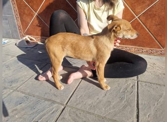 MORGAN – fröhlicher Wirbelwind mit großem Herzen