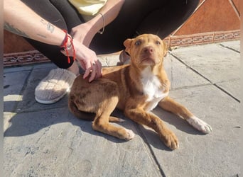 LIPPIZANNO - Kuschelfreund