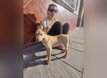 FRISóN - charmant, lebensfroh und neugierig