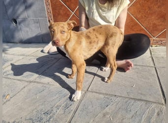 LIPPIZANNO - Kuschelfreund