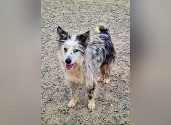 CORINA-freundlich, menschenbezogen, gelehrig, lernfreudig sucht liebevolles Für-immer-Zuhause