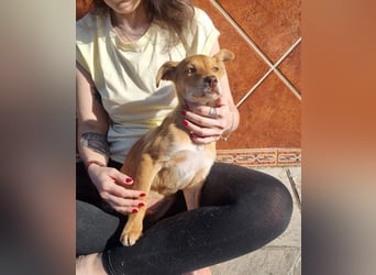 MORGAN – fröhlicher Wirbelwind mit großem Herzen