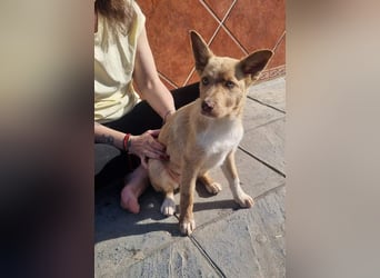 FALABELLA - typischer Jagdhund