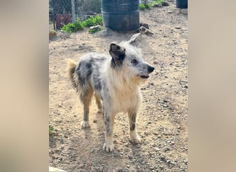 CORINA-freundlich, menschenbezogen, gelehrig, lernfreudig sucht liebevolles Für-immer-Zuhause