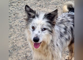 CORINA-freundlich, menschenbezogen, gelehrig, lernfreudig sucht liebevolles Für-immer-Zuhause