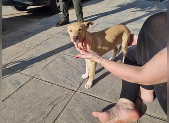 KONIK - kleiner Entdecker