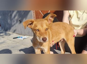 MORGAN – fröhlicher Wirbelwind mit großem Herzen