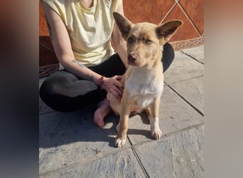 FALABELLA - typischer Jagdhund