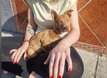 LIPPIZANNO - Kuschelfreund