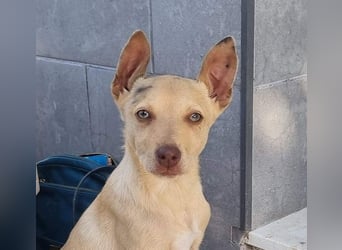 FRISóN - charmant, lebensfroh und neugierig