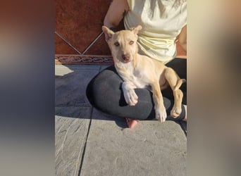 KONIK - kleiner Entdecker