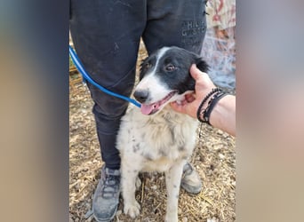 LOLY-fristet im traurigen Tierheimalltag und wünscht sich sehnlichst ein liebevolles Zuhause