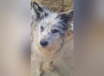 CORINA-freundlich, menschenbezogen, gelehrig, lernfreudig sucht liebevolles Für-immer-Zuhause