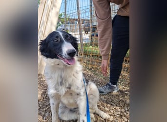 LOLY-fristet im traurigen Tierheimalltag und wünscht sich sehnlichst ein liebevolles Zuhause