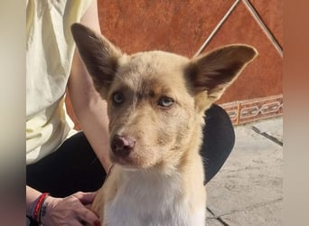 FALABELLA - typischer Jagdhund