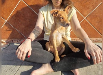 MORGAN – fröhlicher Wirbelwind mit großem Herzen