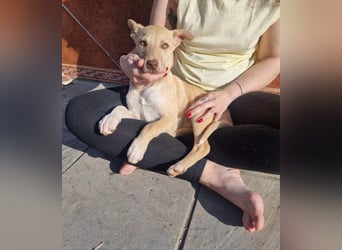 KONIK - kleiner Entdecker